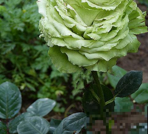 养花不走寻常路,这5种绿色花卉,养在家里特清新! 养花不走寻常路,这5种绿色花卉,养在家里特清新!