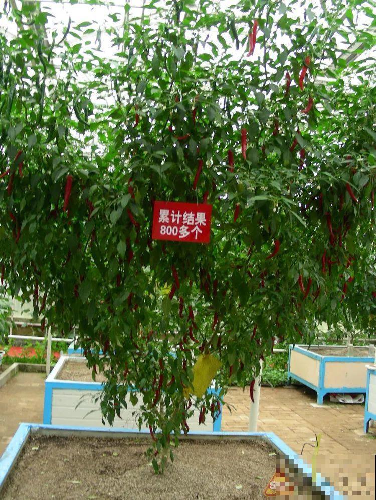 农村大姐，种出1.5米大冬瓜，我看谁还敢说矮！