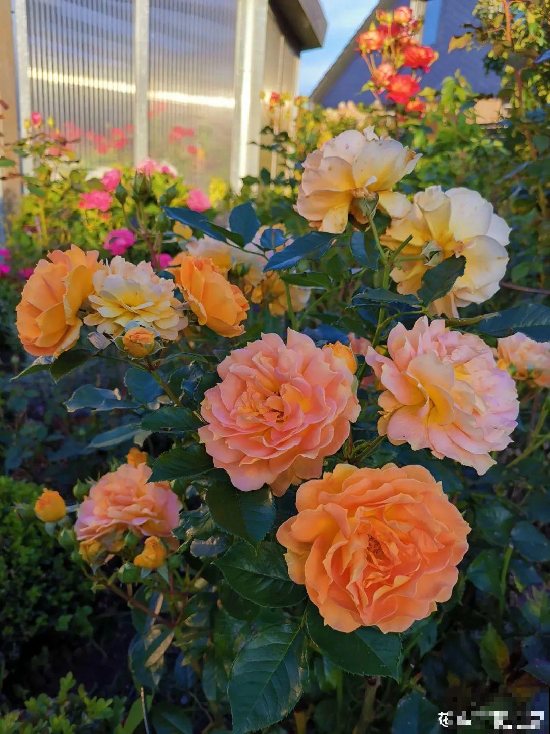 秋天养10种花，个个美得像油画，特别上档次！