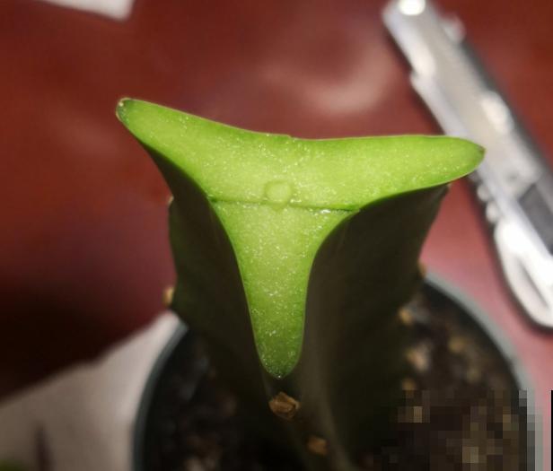 蟹爪兰就得现在嫁接,高温高湿,三两天就活了! 蟹爪兰就得现在嫁接,高温高湿,三两天就活了!