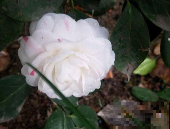 这些花都有一个共同的品种名,买花时,不要搞混了! 这些花都有一个共同的品种名,买花时,不要搞混了!