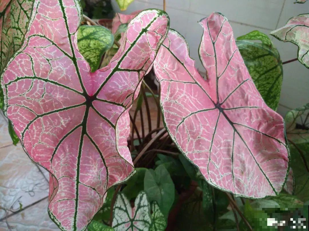 比绿萝还耐阴的花，叶子五彩斑斓，像打翻的调色板！