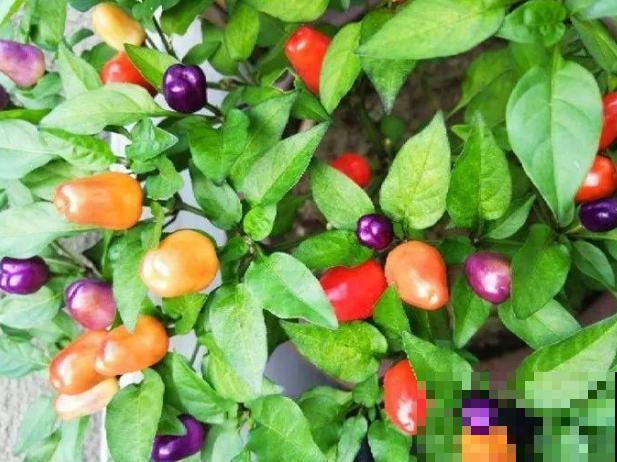 一盆五彩椒，结果好几斤，再也不用买辣椒！