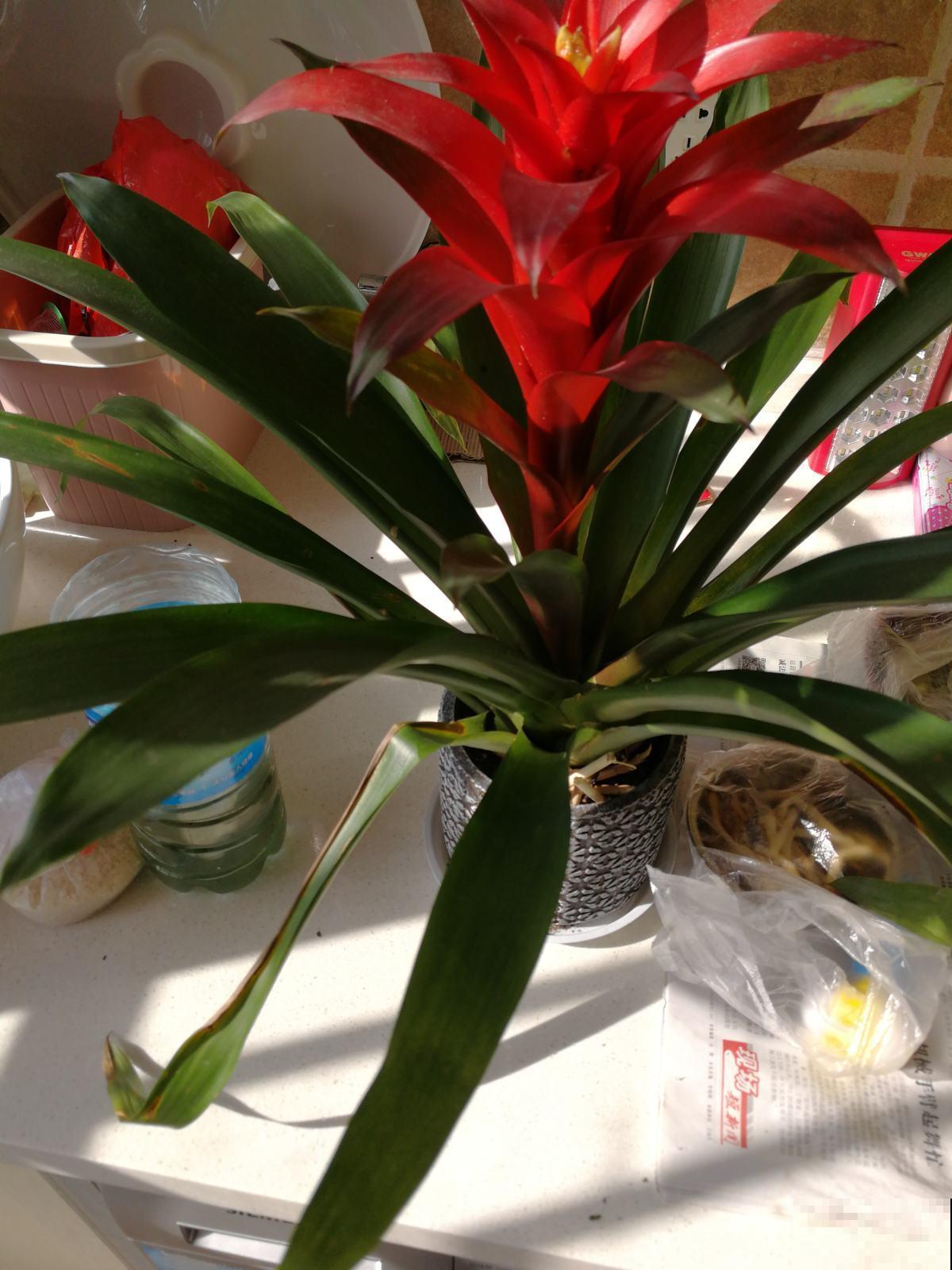 家里养盆鸿运当头,红红火火,邻居看了竖大拇指! 家里养盆鸿运当头,红红火火,邻居看了竖大拇指!