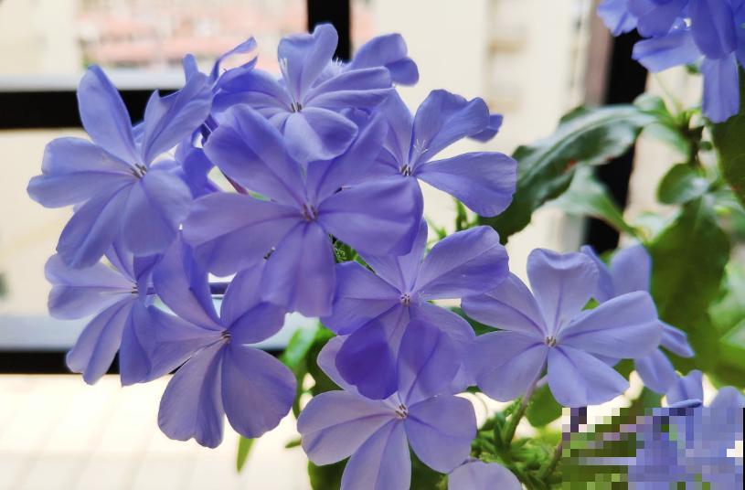 不怕淋雨的5种花,不娇气,淋一次长一茬! 不怕淋雨的5种花,不娇气,淋一次长一茬!