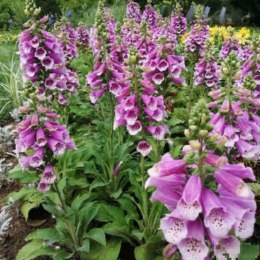 看图猜花名，100道题，测你的养花天分！