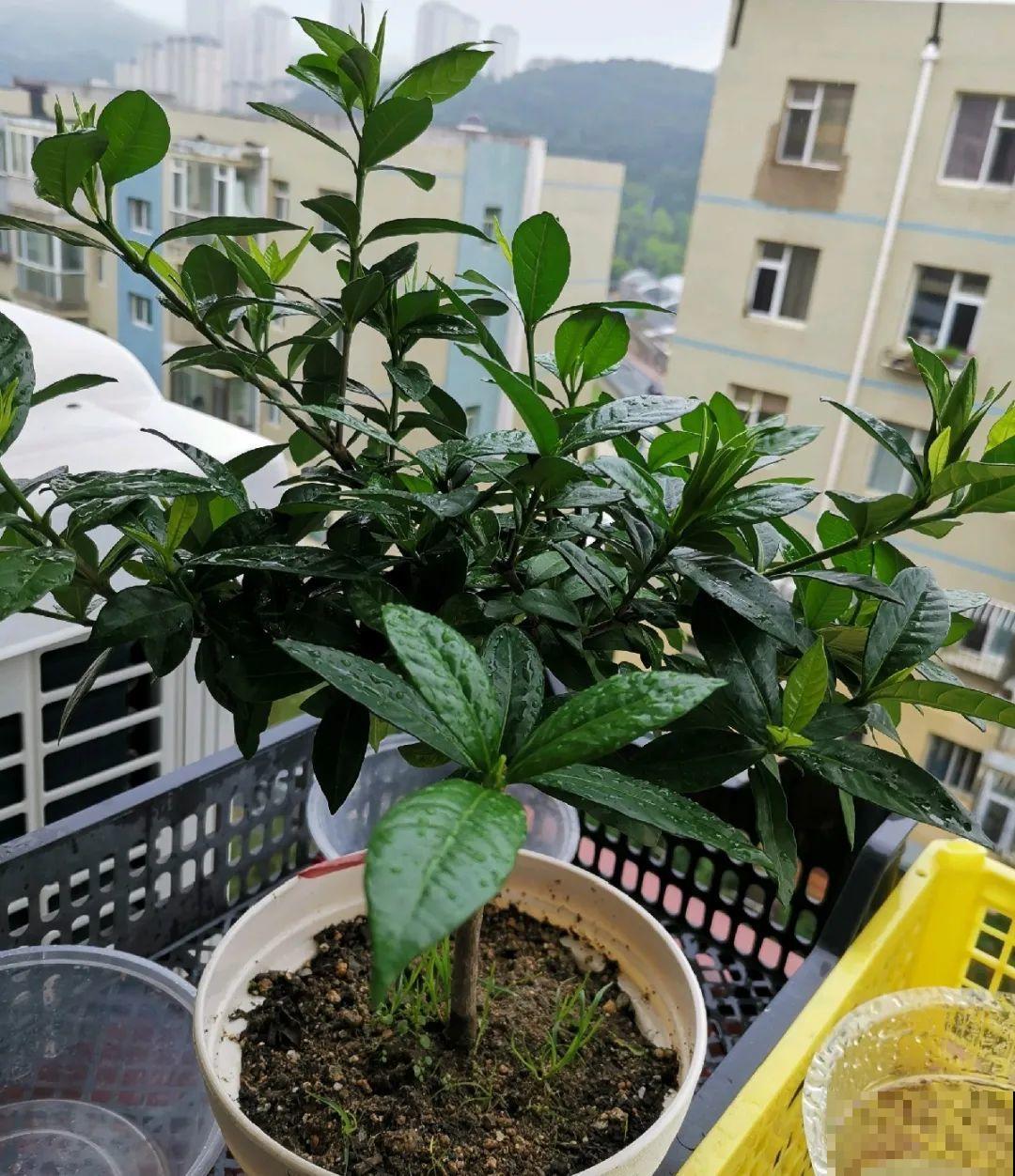 路边也能捡到“宝”,回家养一养,开成宝贝花! 路边也能捡到“宝”,回家养一养,开成宝贝花!