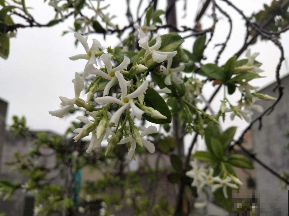 风车茉莉又叫“络石藤”,院子里的爬墙高手,呼呼开满一面墙 风车茉莉又叫“络石藤”,院子里的爬墙高手,呼呼开满一面墙