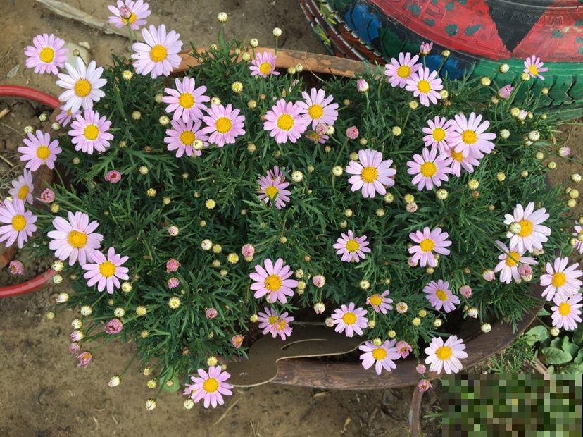 玛格丽特养不好?教你6招,花盆都要被撑爆! 玛格丽特养不好?教你6招,花盆都要被撑爆!