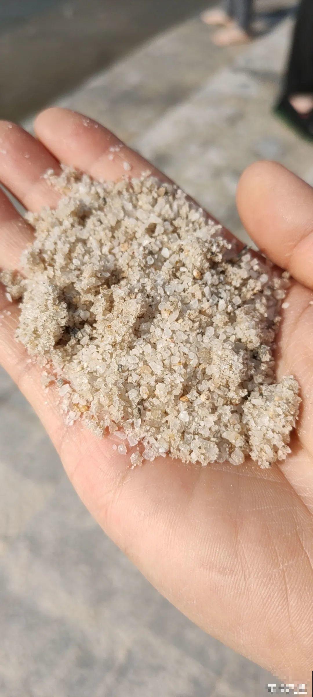 网红“巴西木”丢水里,1个月发霉了,咋办? 网红“巴西木”丢水里,1个月发霉了,咋办?