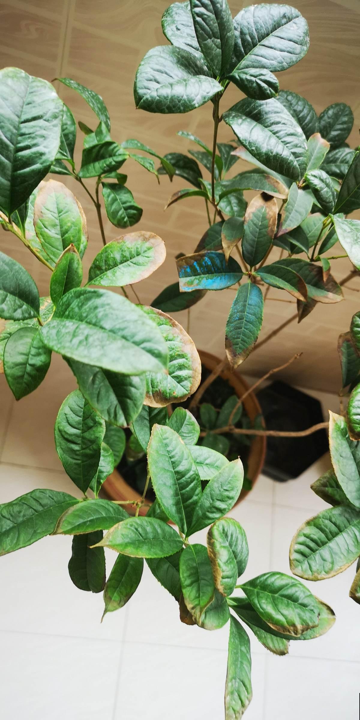 养花常见的4个病症，一招就好使，赶紧学起来