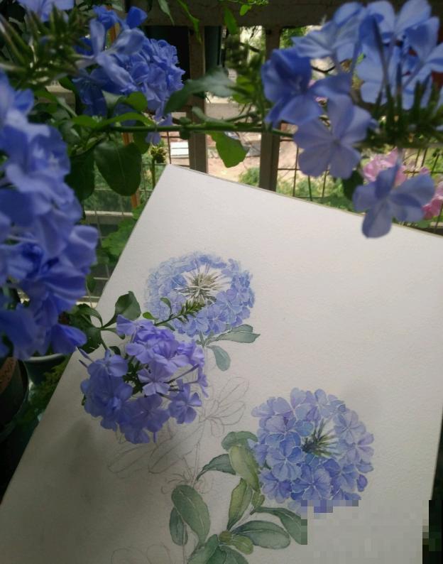 她家的花一开，就赶紧画成水彩画，比真花还美！