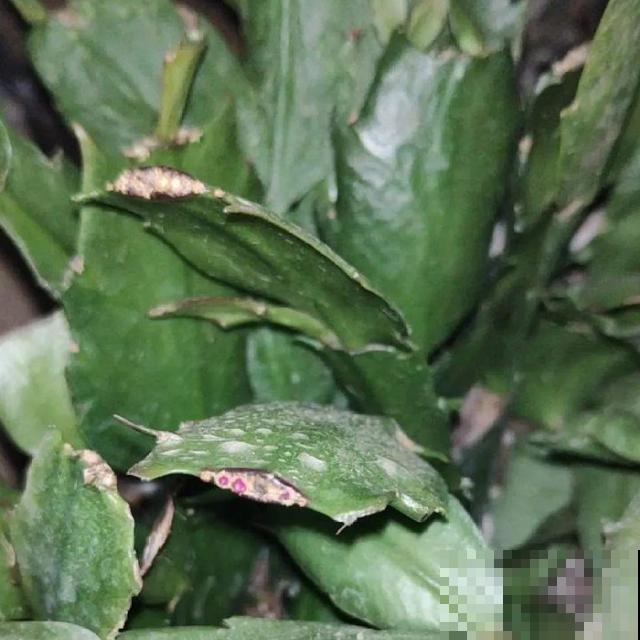 20种花,天凉了赶紧剪,来年开花有多又艳! 20种花,天凉了赶紧剪,来年开花有多又艳!