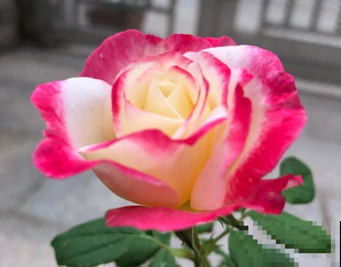 20种秋天开花的植物,外出看到,记得拍照欣赏! 20种秋天开花的植物,外出看到,记得拍照欣赏!