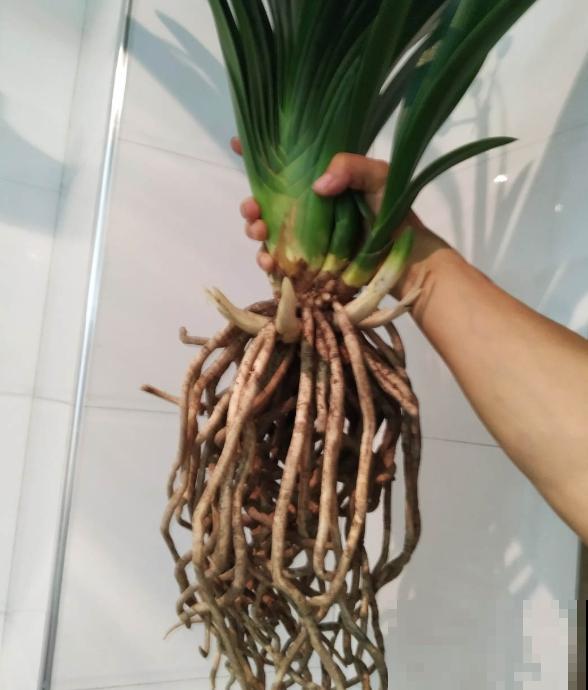 君子兰3大养护难题,一次性给你解决,今年准时开花! 君子兰3大养护难题,一次性给你解决,今年准时开花!