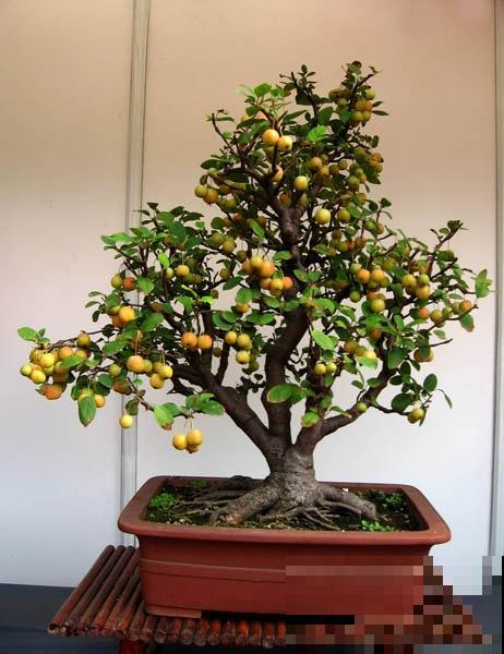 惊艳的6大盆景造型,中国植物艺术的巅峰,收藏起来! 惊艳的6大盆景造型,中国植物艺术的巅峰,收藏起来!