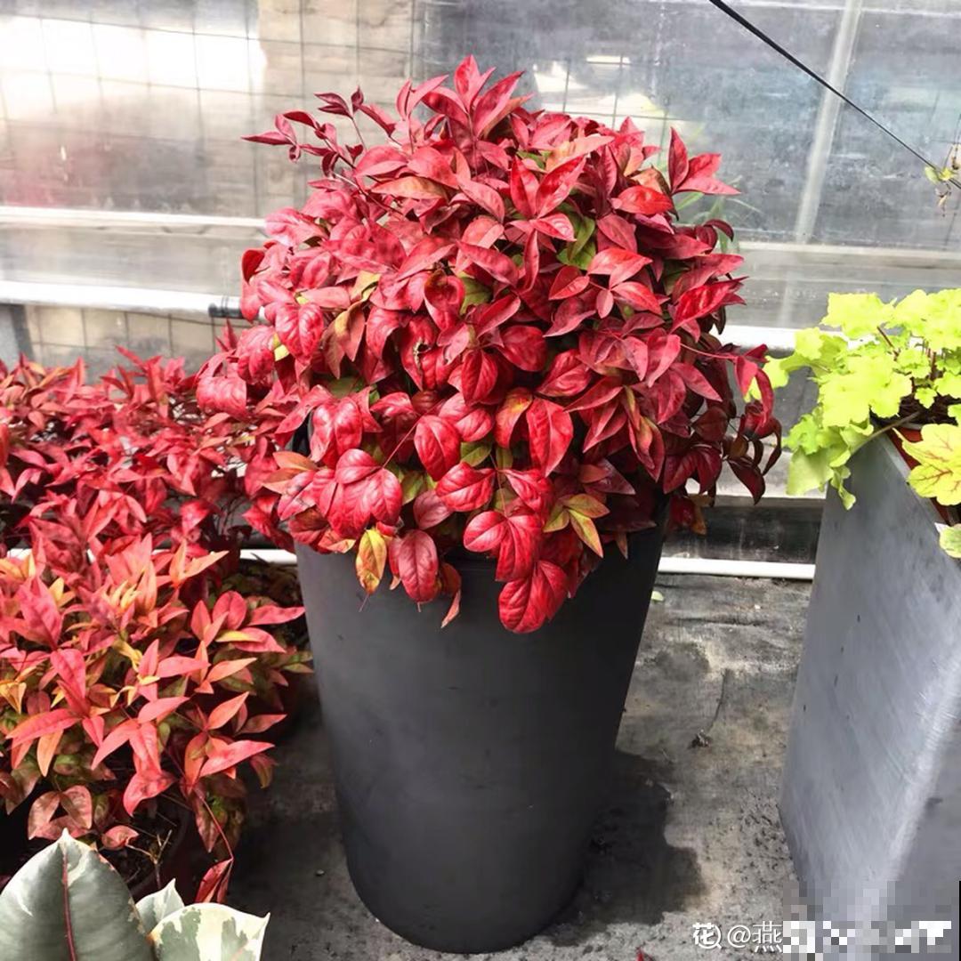 大家都爱养的花，其实只能秋天种，错过季节养不活！