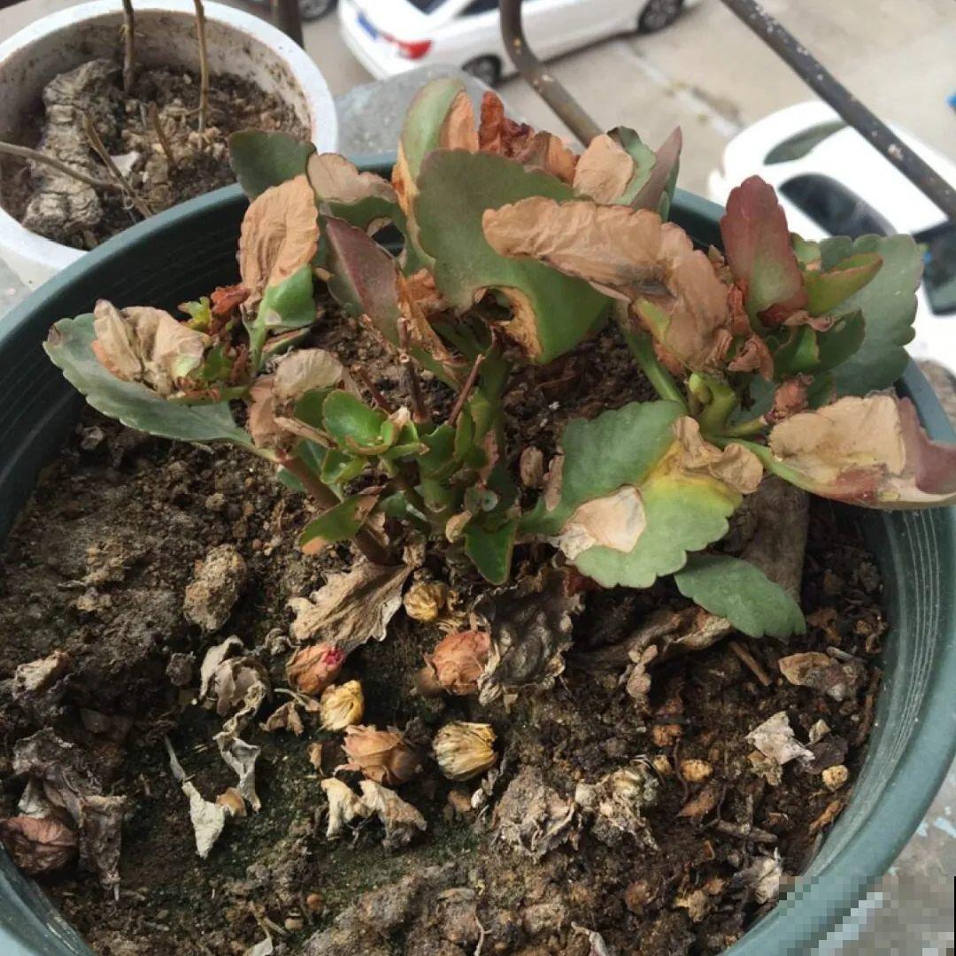 公认难养的花,养一盆死一盆,从来没有养活过! 公认难养的花,养一盆死一盆,从来没有养活过!