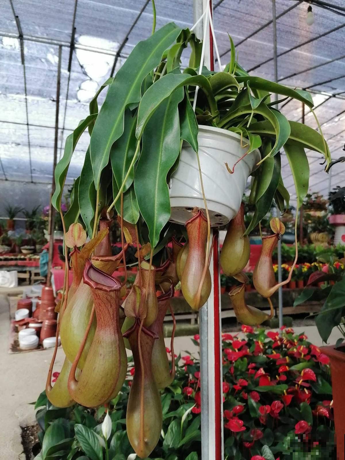 无肉不欢？这4种植物比你还爱吃肉，再加点酒长得更欢！