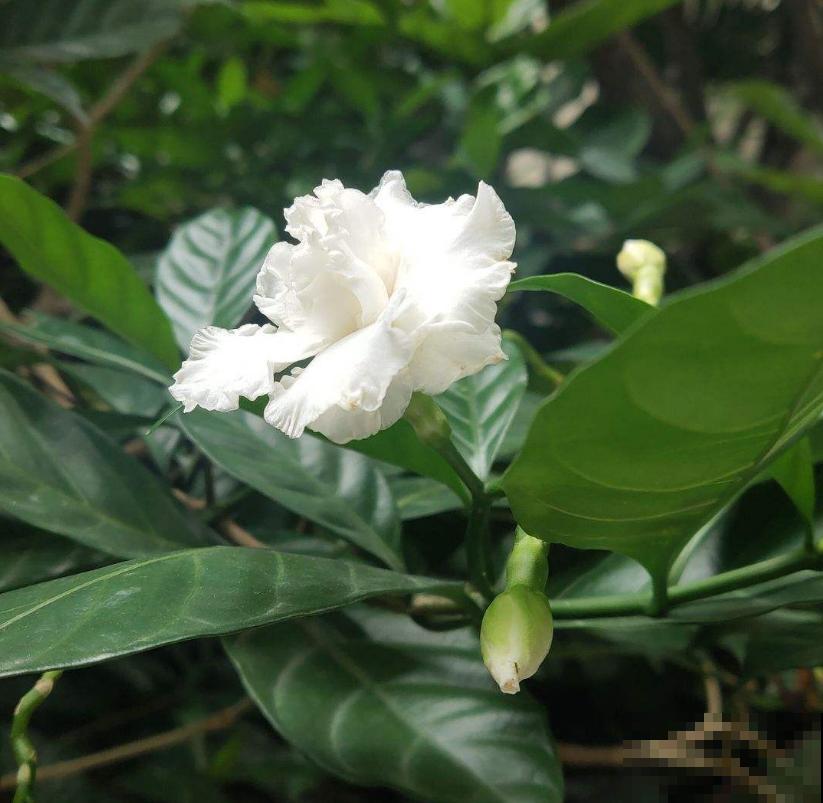 名字怪异的狗牙花，花开雪白，花花表示心疼！