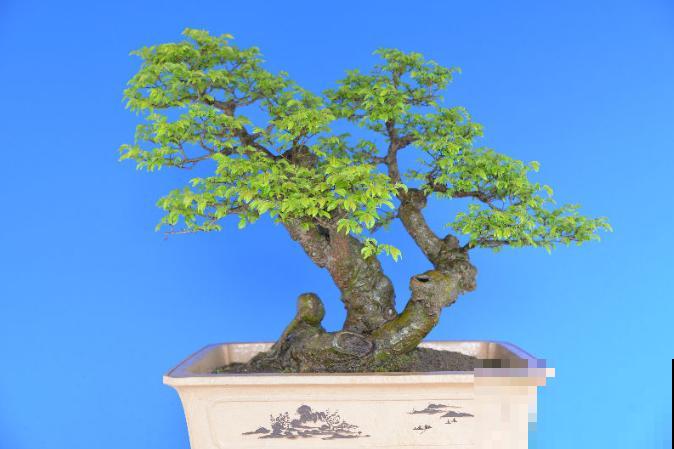 惊艳的6大盆景造型,中国植物艺术的巅峰,收藏起来! 惊艳的6大盆景造型,中国植物艺术的巅峰,收藏起来!