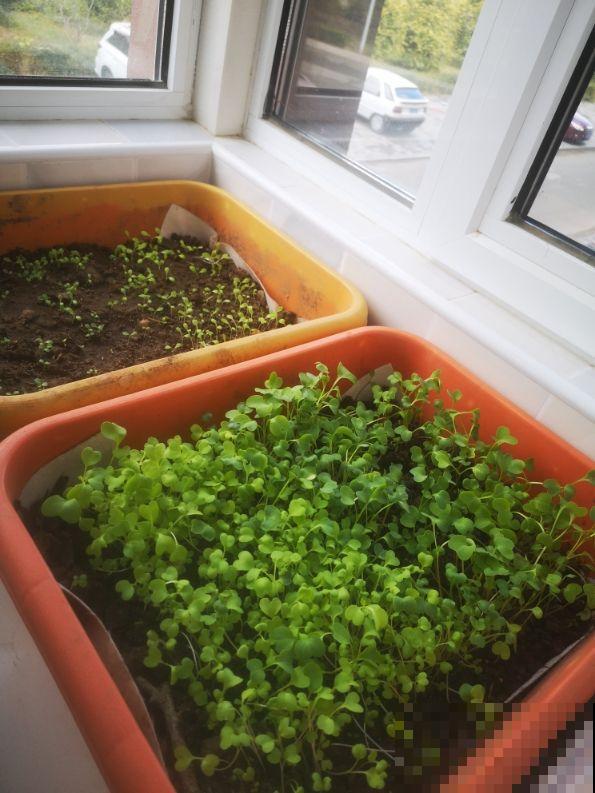 阳台种菜要规划好,才能看起来干净整洁,光用泡沫箱不行 阳台种菜要规划好,才能看起来干净整洁,光用泡沫箱不行