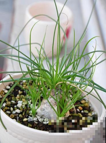 苍角殿很皮实，1个月不浇水都能活，养着省心！