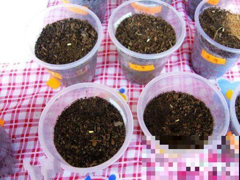 9月是最佳播种期,天竺葵从播种到开花,详细经验来啦! 9月是最佳播种期,天竺葵从播种到开花,详细经验来啦!