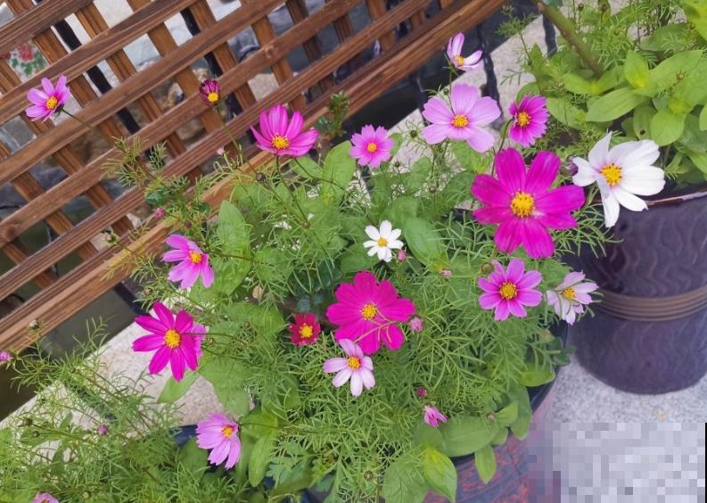 可以自生自长的花,种子掉土里就活,不用管开不停! 可以自生自长的花,种子掉土里就活,不用管开不停!