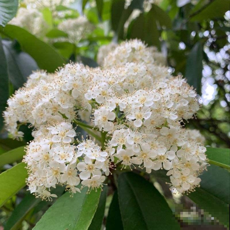 4种香臭香臭的花,长得怪好看,臭到让人捂鼻子! 4种香臭香臭的花,长得怪好看,臭到让人捂鼻子!