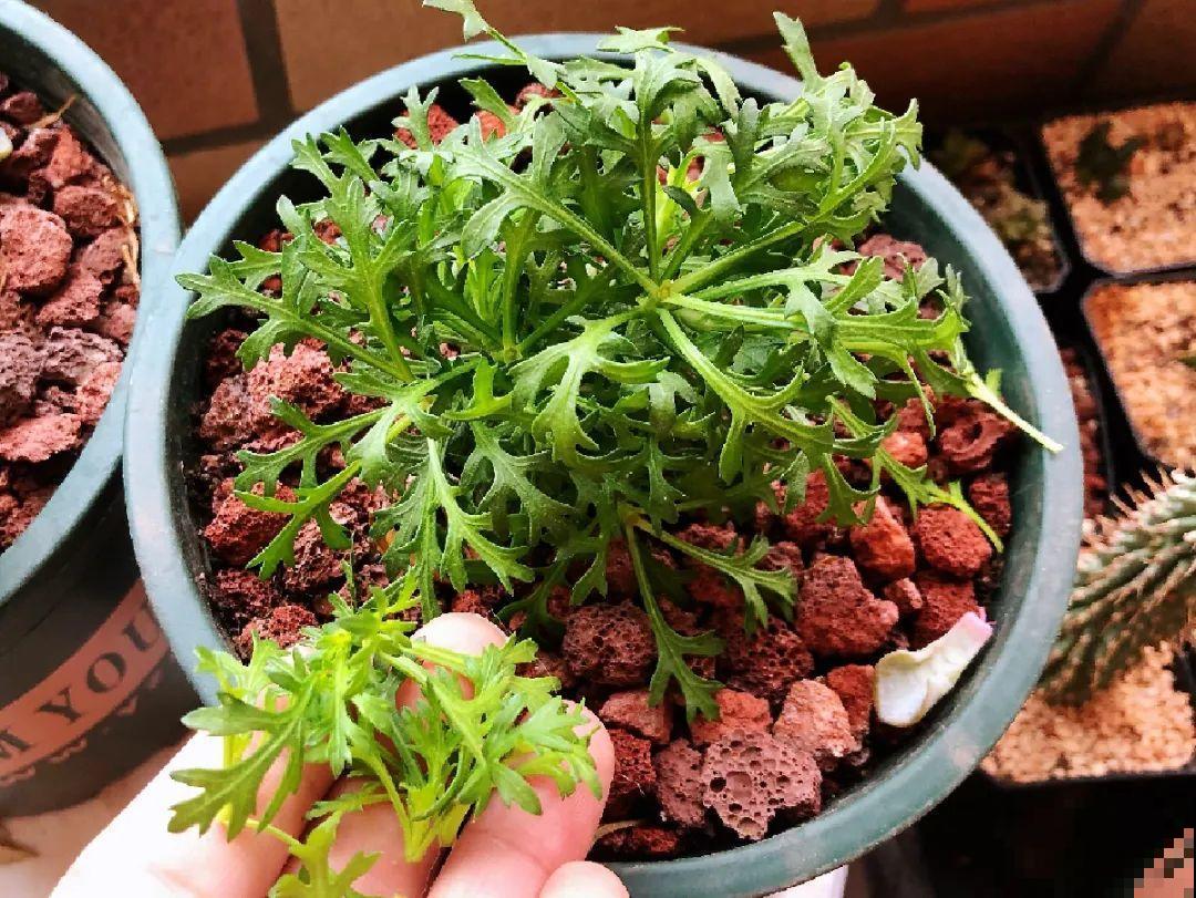 8种花,养小不养老,越老开花越少! 8种花,养小不养老,越老开花越少!