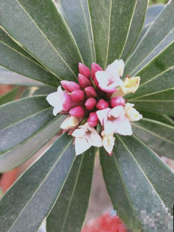现在养瑞香时节正合适，记住两个“多”，才能开花艳丽