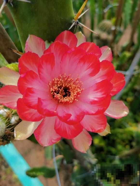 小众冷门仙人球,开花美过荷花,勤花又好养! 小众冷门仙人球,开花美过荷花,勤花又好养!