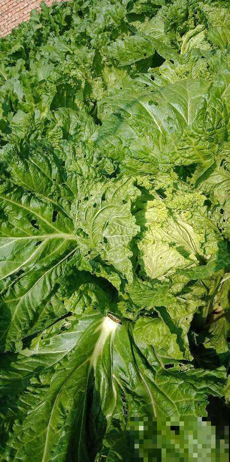 阳台种菜要规划好,才能看起来干净整洁,光用泡沫箱不行 阳台种菜要规划好,才能看起来干净整洁,光用泡沫箱不行