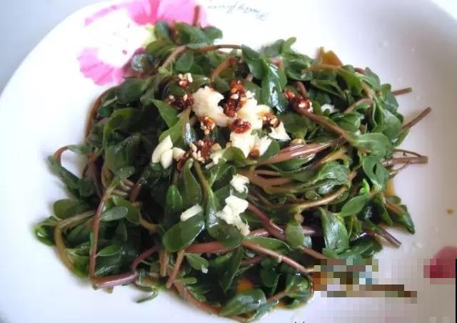 不起眼的马齿苋,营养又美味,它的功效你可能还不知道 不起眼的马齿苋,营养又美味,它的功效你可能还不知道