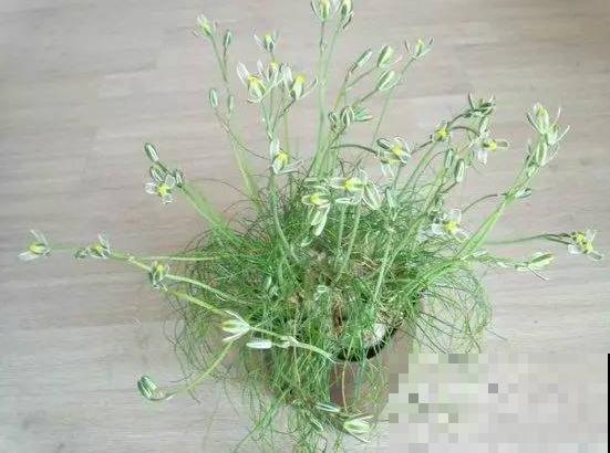 苍角殿很皮实，1个月不浇水都能活，养着省心！