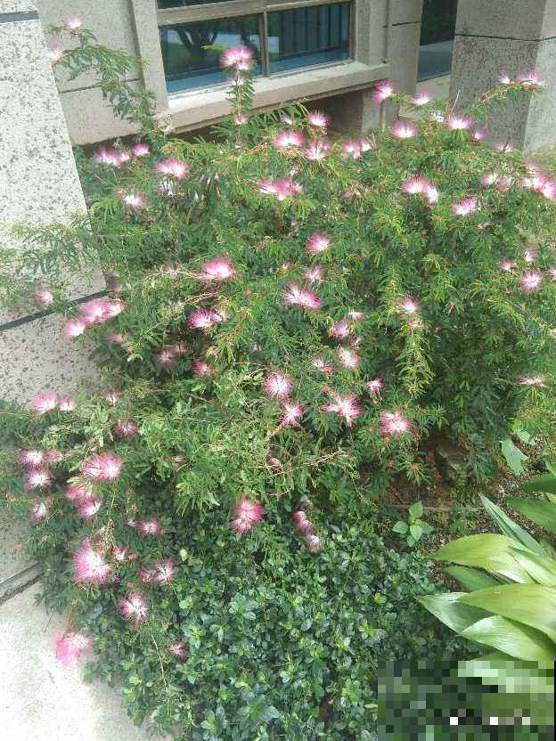 路边常见的行道树,种子捡回家,就能种出小盆栽 路边常见的行道树,种子捡回家,就能种出小盆栽