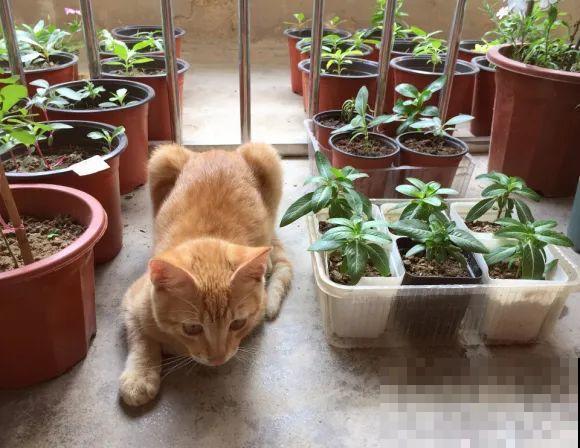 餐巾纸养花,成功率100%,简单又实用! 餐巾纸养花,成功率100%,简单又实用!