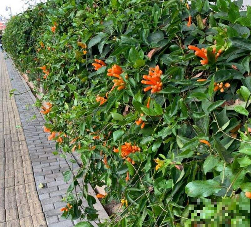 “一点就炸”的炮仗花，爬墙特厉害，想要花墙的来！