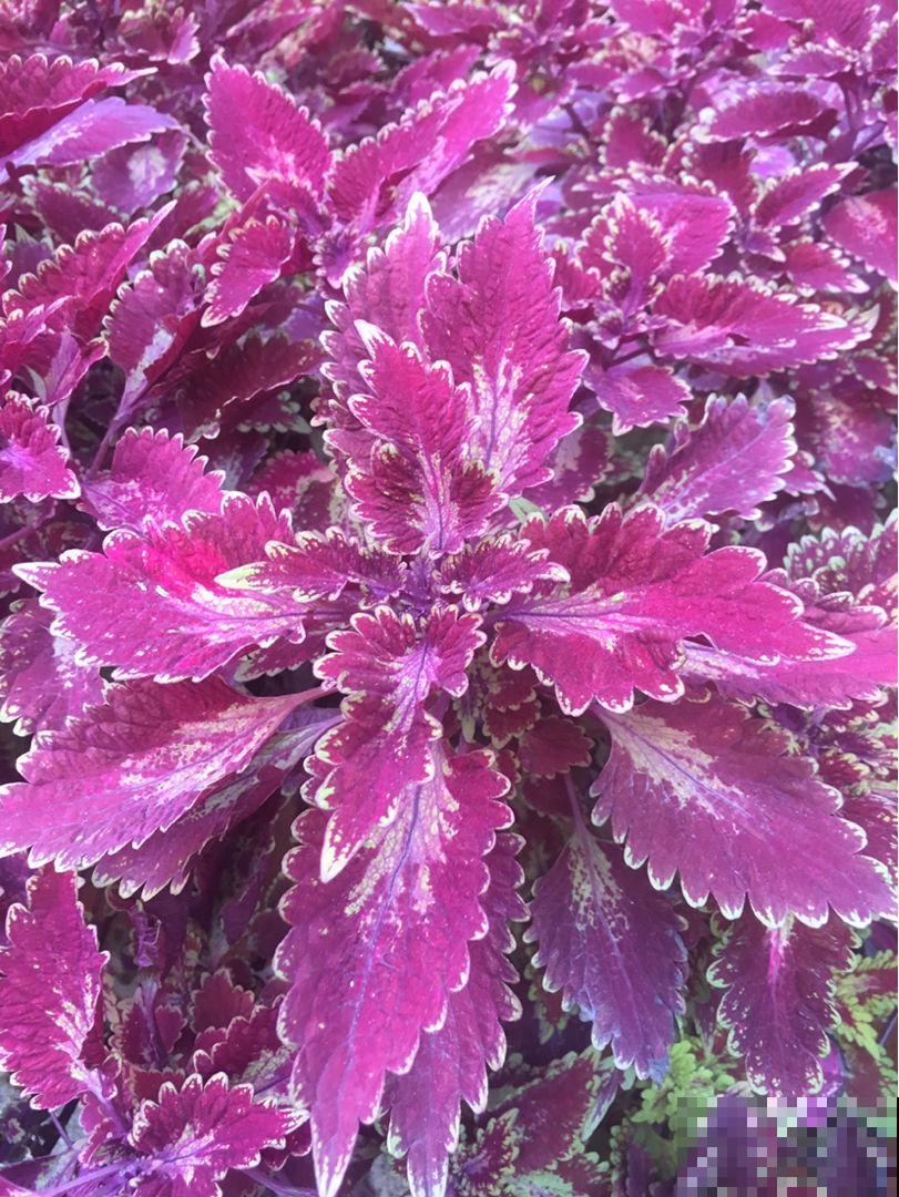 家里的过期药片别丢掉,碾成粉兑水一浇,杀菌效果超好 家里的过期药片别丢掉,碾成粉兑水一浇,杀菌效果超好