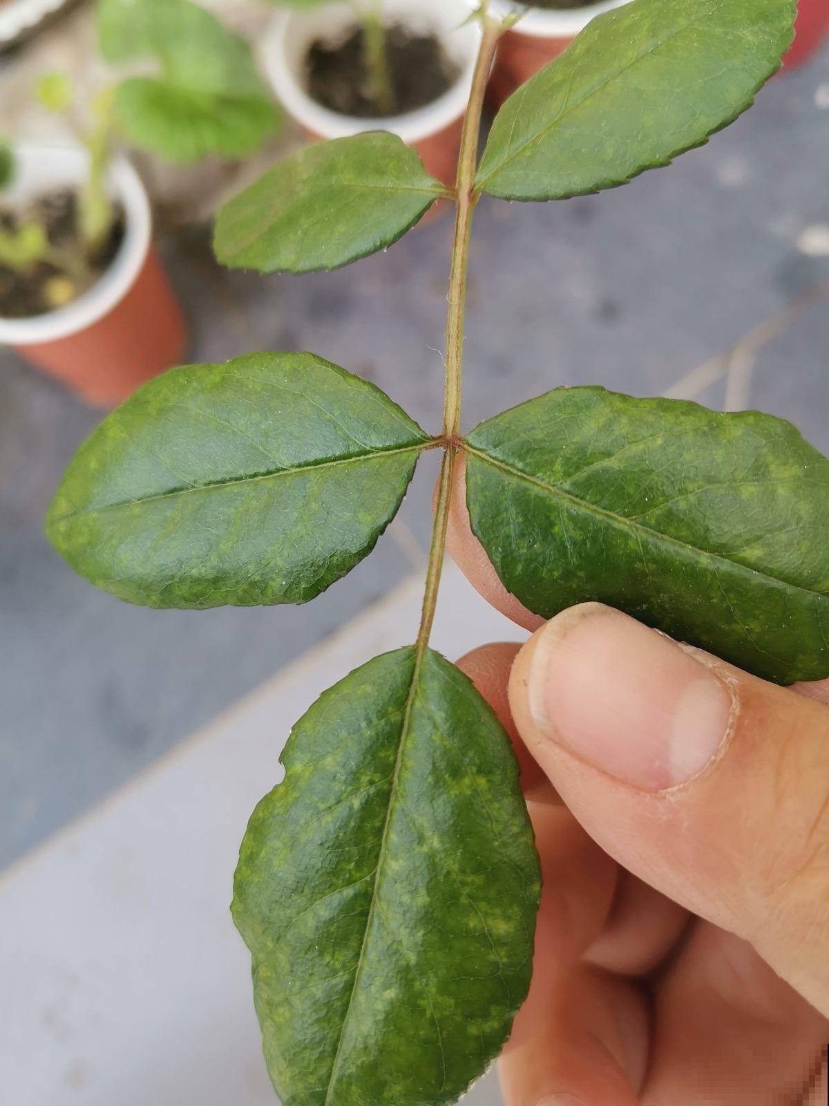 花盆里浇水加1种“料”，黄叶立马翠绿油亮，花越长越旺