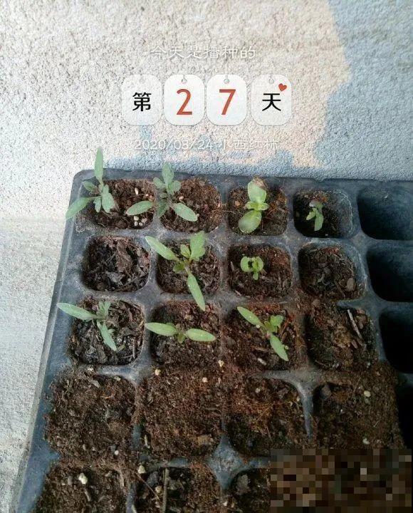 西红柿、玉米……埋土里，7天长成小森林，结出果子一大筐！