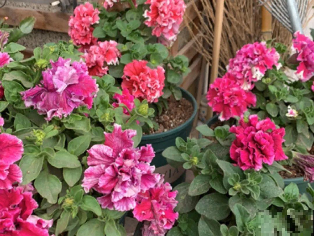 9月后就养这些花,比绿萝好养,疯狂开花到明年! 9月后就养这些花,比绿萝好养,疯狂开花到明年!