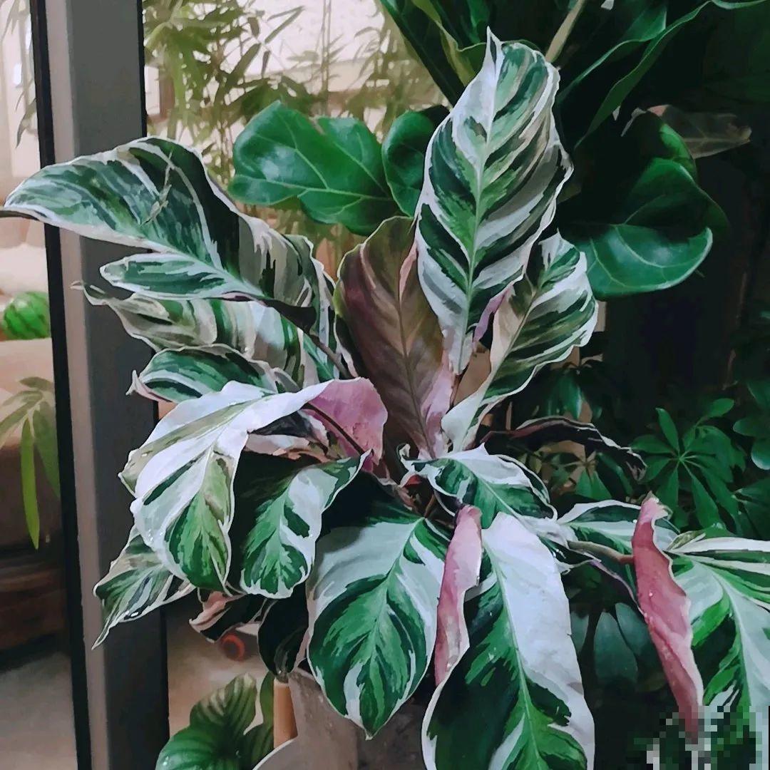 新买一盆花,叶子五颜六色,真怀疑它是不是喷药了? 新买一盆花,叶子五颜六色,真怀疑它是不是喷药了?