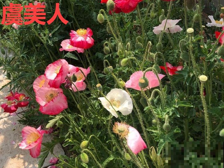 罂粟花不能随便种,私自种植,就得薅光 罂粟花不能随便种,私自种植,就得薅光