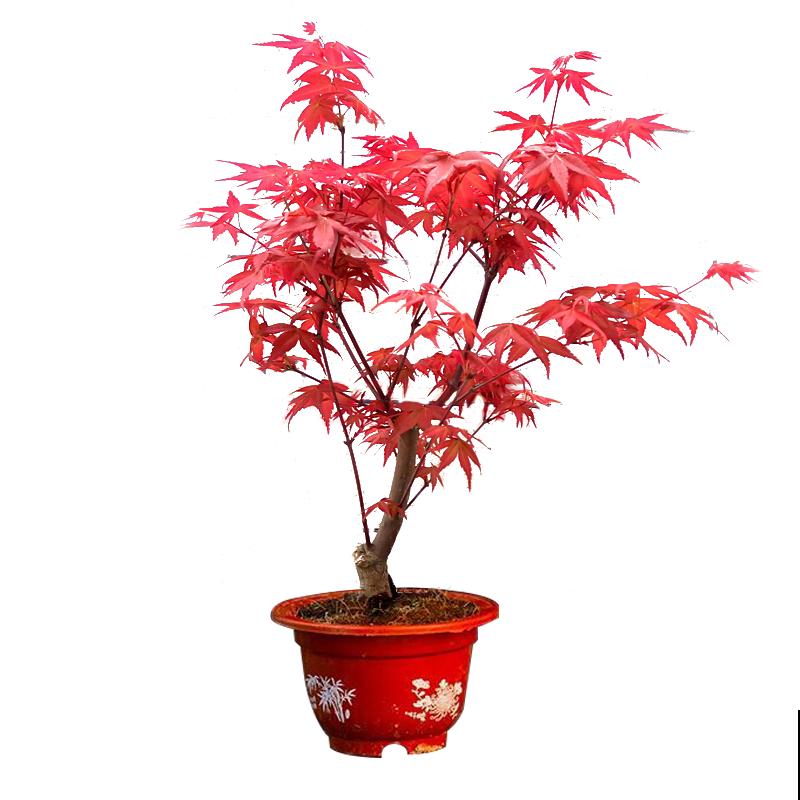 秋天就适合种草,叶子五彩斑斓,比月季三角梅都好看! 秋天就适合种草,叶子五彩斑斓,比月季三角梅都好看!