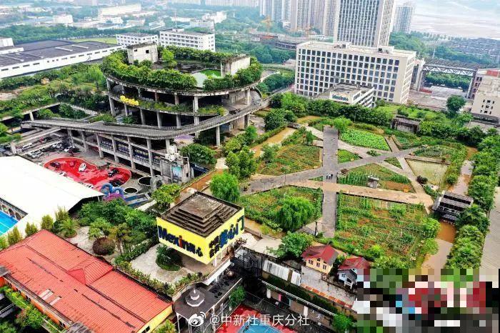 重庆一家企业,楼顶用来种菜养花,佩服! 重庆一家企业,楼顶用来种菜养花,佩服!