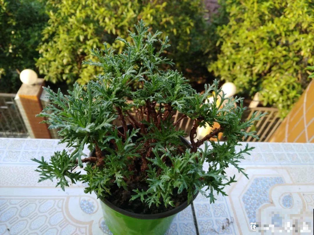 秋老虎来了，9种花进入“死期”，切莫大意！