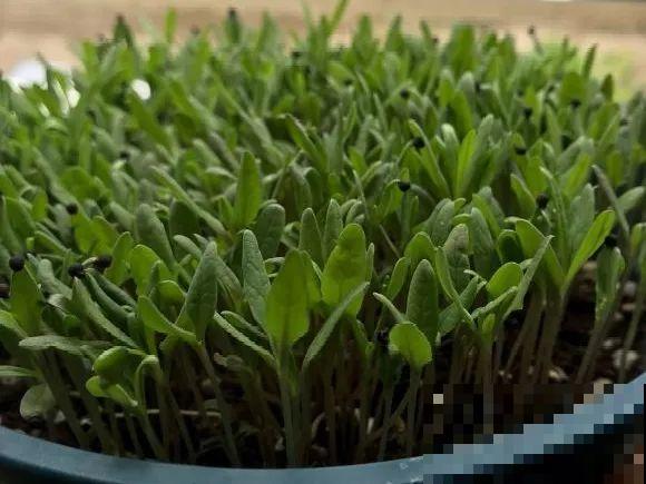 种花赚钱？要是有块地，真的发财了！