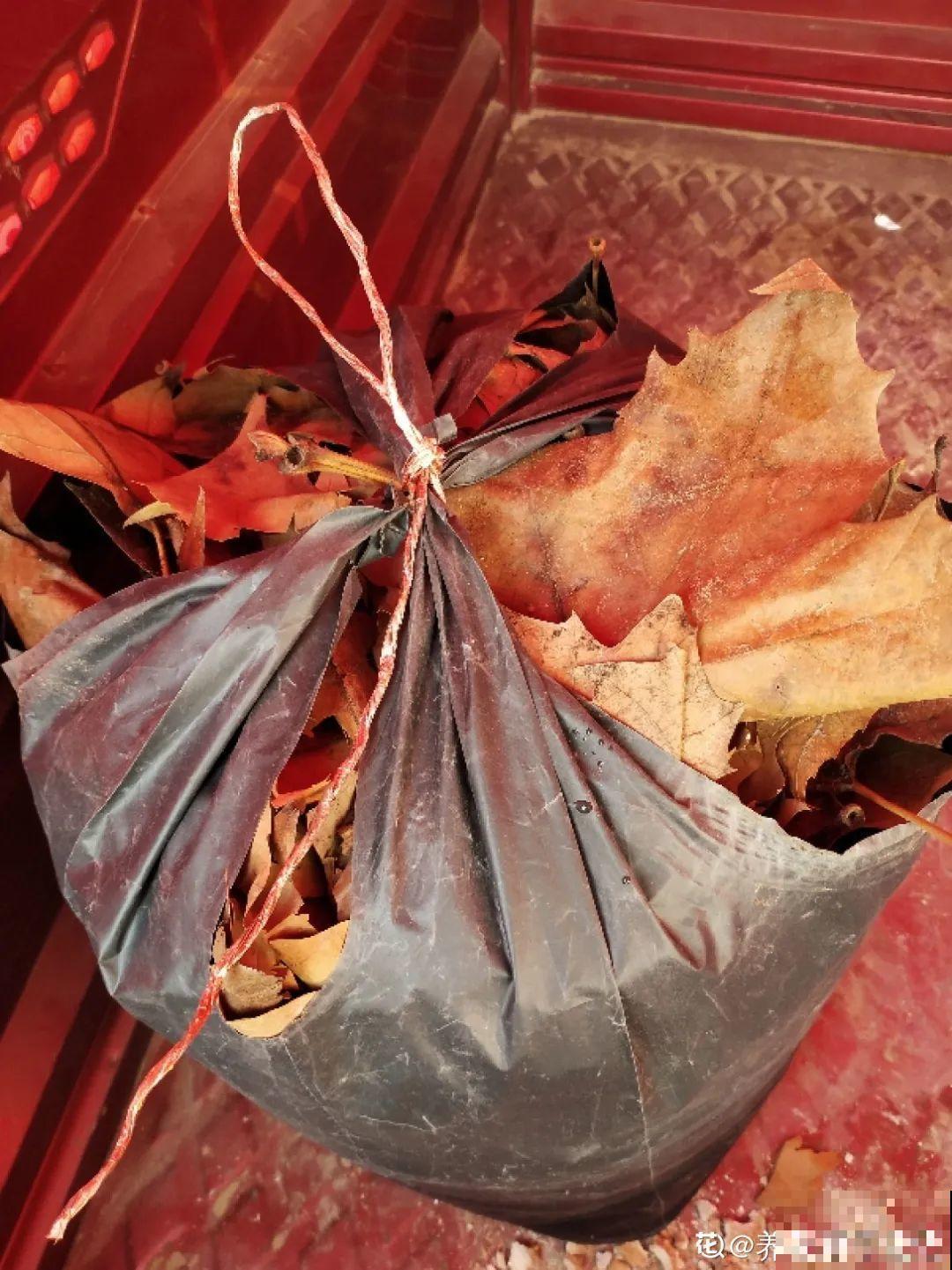 换盆的旧土别丢了,掺点料,肥得冒油! 换盆的旧土别丢了,掺点料,肥得冒油!